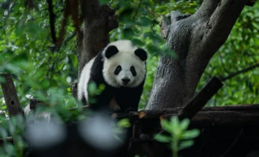 Sichuan Panda