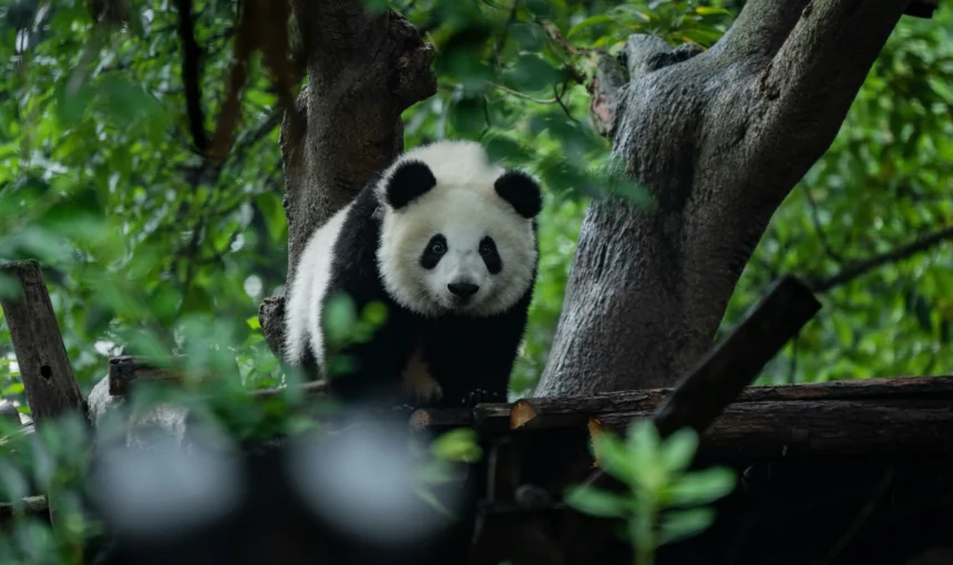 Sichuan – Alt det bedste samlet i én provins