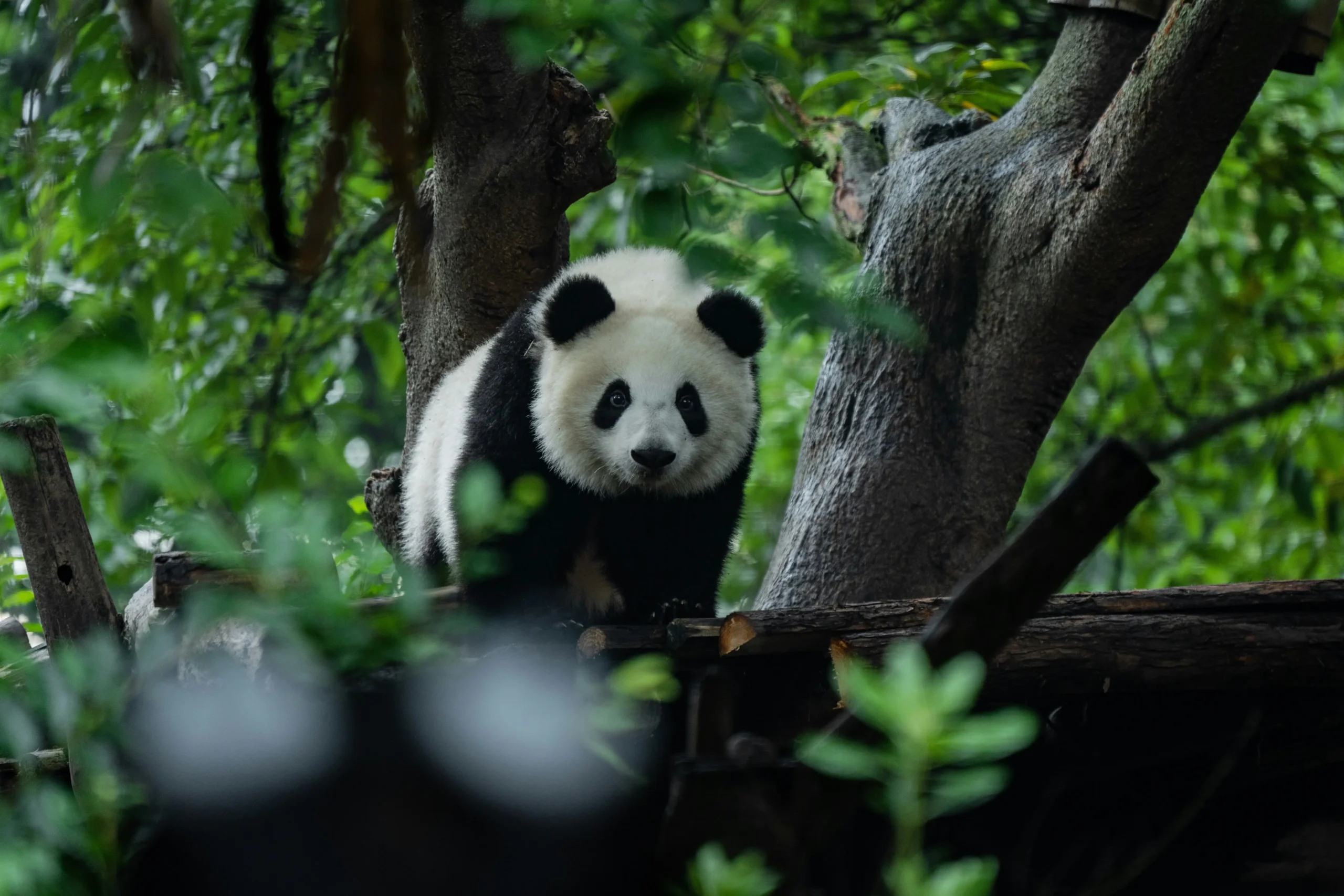 Sichuan Panda